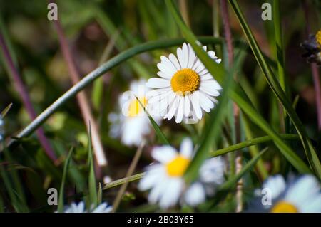 magnifique marguerite et herbe Banque D'Images