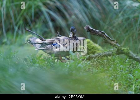 Canard colvert entre l'herbe haute au bord de l'étang. Banque D'Images