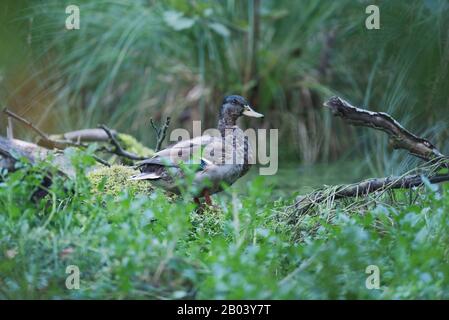 Canard colvert entre l'herbe haute au bord de l'étang. Banque D'Images