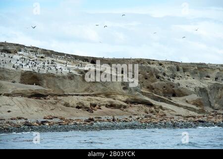 Vue sur la colonie de Cormorant et de lion de mer sur l'île Marta (près de l'île Magdalena) dans le détroit de Magellan près de Punta Arenas, dans le sud du Chili. Banque D'Images