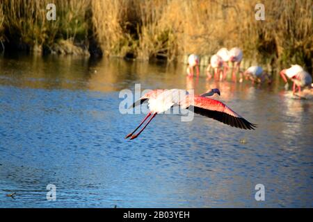 Un Plus Grand Flamingo survolant un lagon Banque D'Images