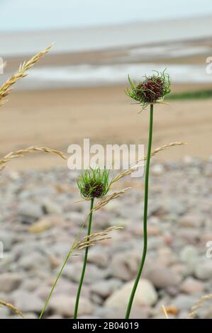 Oignons sauvages (Allium vineale var compactum)ail sauvage, herbe d’oignon, ail de corneille ou ail de cerf, été, Dunster Beach, Somerset.UK Banque D'Images