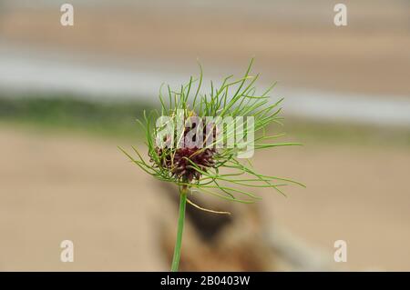 Oignons sauvages (Allium vineale var compactum), ail sauvage, herbe d’oignon, ail de corneille ou ail de cerf, gros plan, été, Dunster Beach, Somerset.UK Banque D'Images