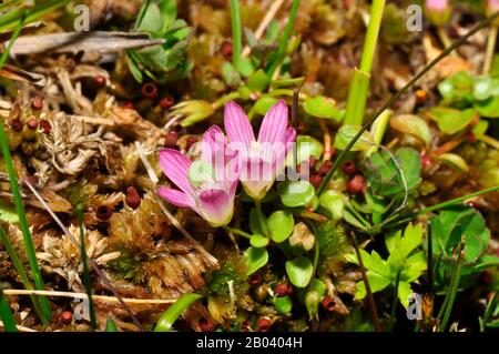 Tourbière Pimpernel 'Anagallis tenella' entonnoir en forme de fleurs rose pâle, gros plan, trouvé dans les tourbières et les endroits humides herbacés, sol acide, fleurs ouvertes au soleil, Banque D'Images