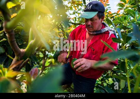 Un ouvrier agricole colombien coupe la tige d'un fruit avocat dans une plantation près de Sonsón, département d'Antioquia, Colombie. Banque D'Images