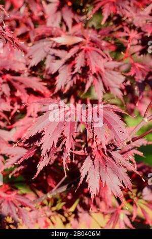 Acer palmatum ‘dentelle noire’. Feuilles de dentelle noire de l'érable japonais en automne. ROYAUME-UNI Banque D'Images