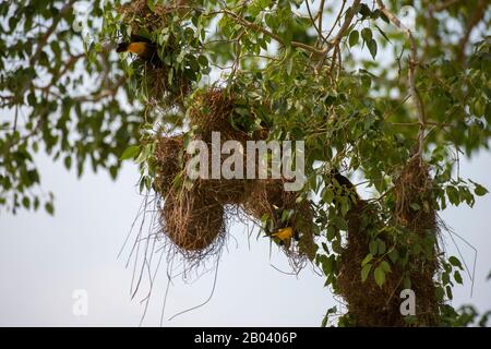 Un cacique à rumpée jaune (Cacicus cela) au nid près de la Loge de Pouso Alegre dans le nord de Pantanal, province de Mato Grosso au Brésil. Banque D'Images