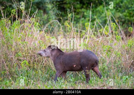 Un tapir sud-américain (Tapirus terrestris) à la loge de Pouso Alegre dans le nord du Pantanal, province de Mato Grosso au Brésil. Banque D'Images