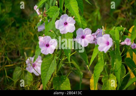 Fleurs roses de gloire du matin (Ipomoea carnea), près de la loge de Pouso Alegre dans le nord du Pantanal, province de Mato Grosso au Brésil. Banque D'Images