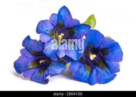 Gentiane Gentiana acaulis ) ( isolated on white Banque D'Images