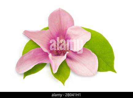 Fleur de magnolia rose isolé sur fond blanc Banque D'Images