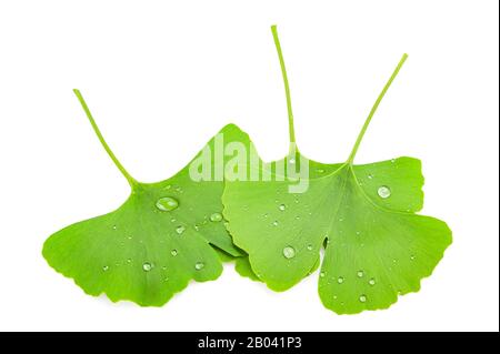 Feuilles humides de ginkgo biloba isolées sur blanc Banque D'Images