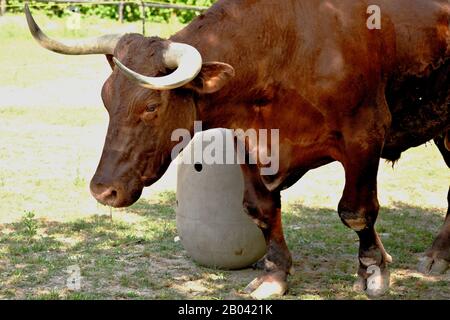 Le Milking Devon Cattle est un bon producteur de lait. En tant que membres du troupeau d'oxen, ils sont de longue durée avec de bons tempéraments. Banque D'Images