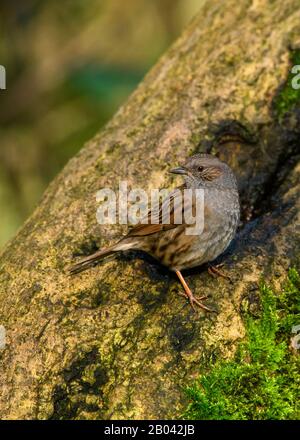Dunnock sur un tronc d'arbre à Leighton Moss RSPB Reserve Banque D'Images