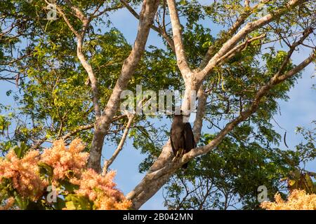 Un grand faucon noir (Buteogallus urubitinga) est perché dans un arbre à Porto Jofre dans le nord de Pantanal, province de Mato Grosso au Brésil. Banque D'Images