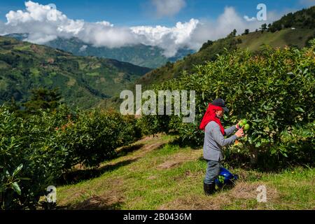 Un ouvrier agricole colombien coupe les tiges des fruits avocat dans une plantation près de Sonsón, département d'Antioquia, Colombie. Banque D'Images