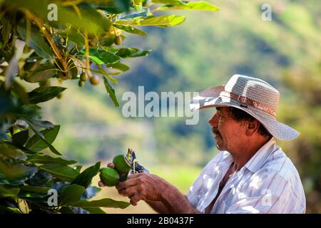 Un ouvrier agricole colombien coupe les tiges des fruits avocat dans une plantation près de Sonsón, département d'Antioquia, Colombie. Banque D'Images