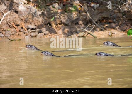 Loutres de rivière géante (Pteronura brasiliensis) nageant dans un affluent de la rivière Cuiaba près de Porto Jofre dans le nord du Pantanal, Mato Grosso provinc Banque D'Images