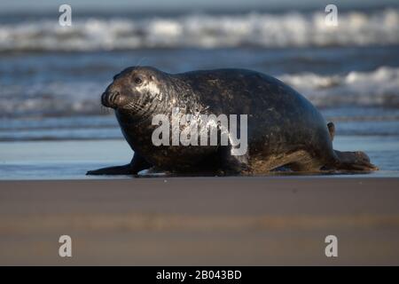 Gery Seal bull sur une plage dans le Lincolnshire. Banque D'Images