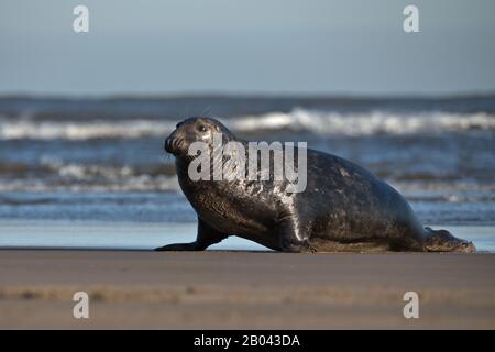 Gery Seal bull sur une plage dans le Lincolnshire. Banque D'Images