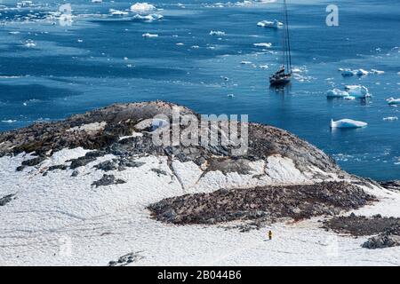 Gentoo Penguins nichant sur l'île de Cuverville, Errera Channel, Arctowski Peninsular, Antarctique avec un yacht amarré au large. Banque D'Images