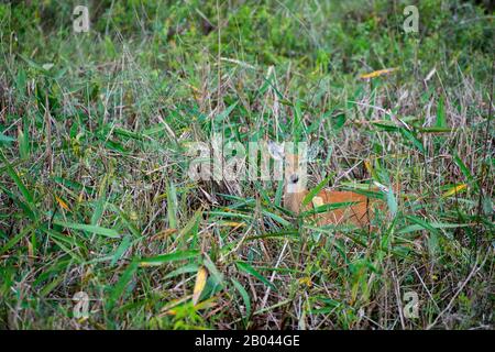 Une femelle de chevreuil de marais (Blastocerus dichotomus) le long de la route Transpantaneira dans le nord du Pantanal, province de Mato Grosso au Brésil. Banque D'Images