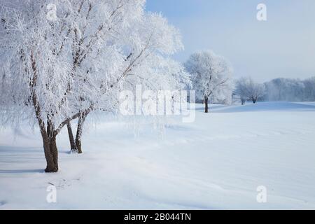 Arbres en hiver couverts de givre sur un matin lumineux au Minnesota Banque D'Images