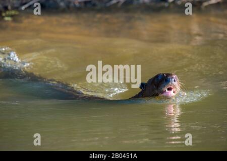 Loutre de rivière géante (Pteronura brasiliensis) nageant dans la rivière Pixaim dans le nord du Pantanal, province de Mato Grosso au Brésil. Banque D'Images