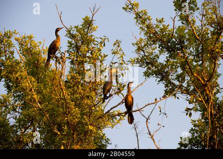 Cormorant néotropique (Phalacrocorax brasilianus) roosting dans un arbre le long de la rivière Pixaim dans le nord du Pantanal, province de Mato Grosso au Brésil. Banque D'Images