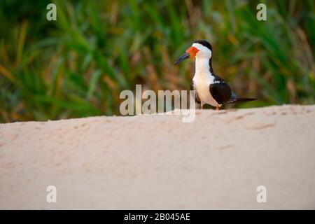 Skimmer noir (Rynchops niger) sur un banc de sable de la rivière Cuiaba près de Porto Jofre dans le nord de Pantanal, province de Mato Grosso au Brésil. Banque D'Images