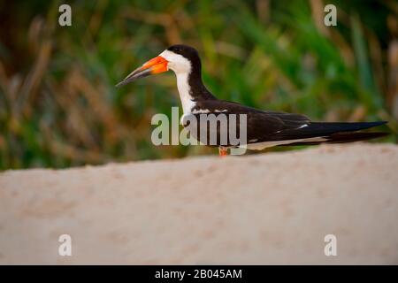 Skimmer noir (Rynchops niger) sur un banc de sable de la rivière Cuiaba près de Porto Jofre dans le nord de Pantanal, province de Mato Grosso au Brésil. Banque D'Images