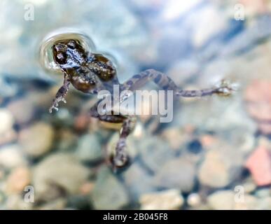 Sierran Treefrog flottant dans un ruisseau Banque D'Images