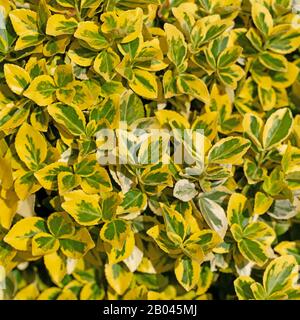 L'arbuste de broche d'escalade, Euonymus fortei, au printemps Banque D'Images