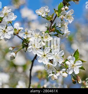 Cerise aigre à fleurs, Prunus ceratus, au printemps Banque D'Images