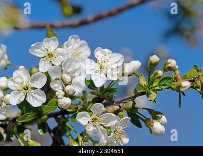 Cerise aigre à fleurs, Prunus ceratus, au printemps Banque D'Images