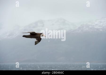 Petrel géant du sud (Macronectes giganteus) en vol à travers les Fjords chiliens, Chili. Banque D'Images