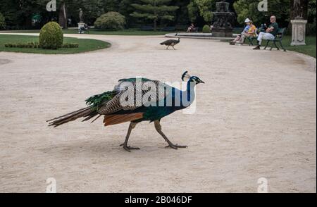Porto, Portugal - 16 septembre 2019: Paons in Jardins do Palácio de Cristal à Porto, Portugal Banque D'Images