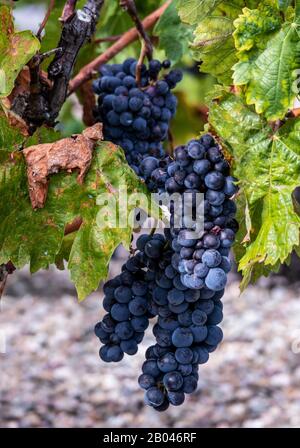 Les raisins rouges sur la vigne juste avant la récolte. La Rioja, Espagne Banque D'Images