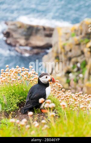 La paffine de l'Atlantique, Fratercula arctica, se tenant au sommet des falaises à la tête de Sumburgh du RSPB à Shetland. Banque D'Images