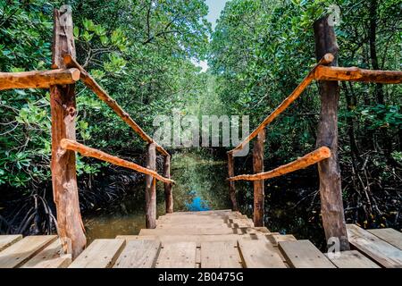 Forêt De Jozani, Parc National, Zanzibar, Tanzanie, Afrique Banque D'Images