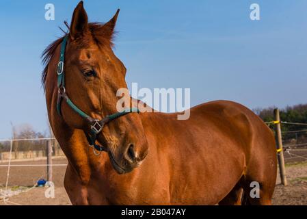 Brunir UN cheval brun au soleil, beau cheval brun Banque D'Images