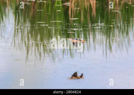 Oiseau de marais le moins Bittern survolant l'étang avec des réflexions dans l'eau Banque D'Images