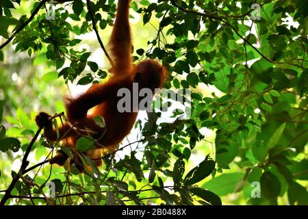 Sumatran orangutan cub dans le parc national de Gunung Leuser Banque D'Images