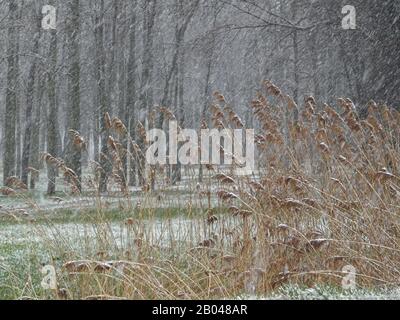 Chutes de neige sur des roseaux dans le champ près de la forêt Banque D'Images