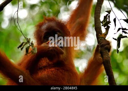 Sumatran orangutan cub dans le parc national de Gunung Leuser Banque D'Images