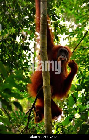 Sumatran orangutan femme dans le parc national de Gunung Leuser Banque D'Images