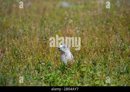 Marmot Hoary (Marmota caligata) au Logan Pass dans le parc national des Glaciers, Montana, États-Unis. Banque D'Images