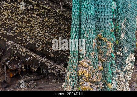 Vieux filet de pêche recouvert de barnacles accrochées à partir d'un bateau en bois détruit sur la plage dans la baie de sécurité au large de Frederick Sound, la forêt nationale de Tongass, Southea Banque D'Images