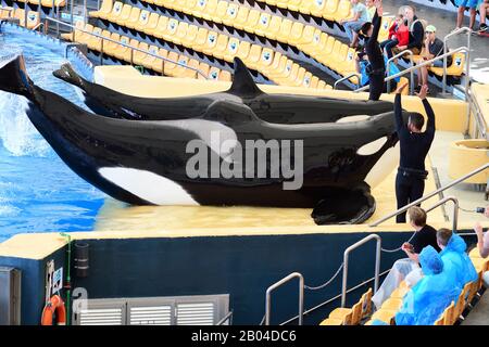 Puerto De La Cruz 16 Tenerife-January,2019.Deux épaulards (Orcinus orca) sont hors de l'eau au cours d'un show de baleines à Loro Parc à Ténérife Banque D'Images