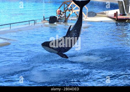 Portrait of a killer whale (Orcinus orca) sautant hors de l'eau à un spectacle des baleines Banque D'Images